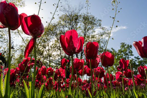Red tulips  infront of the sun.. Spring flowers.