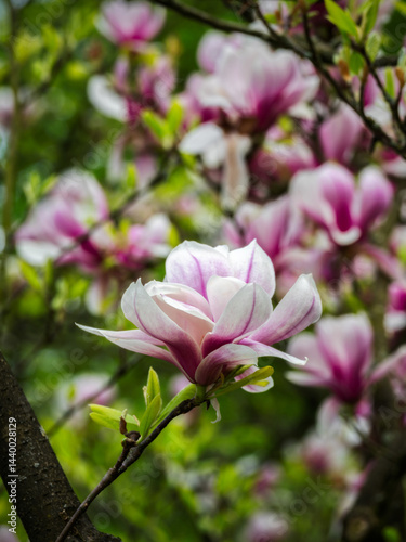 Magnolia - Magnolie