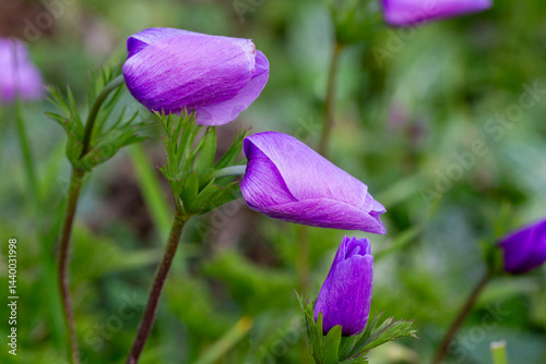 Wild flower in nature, spri...