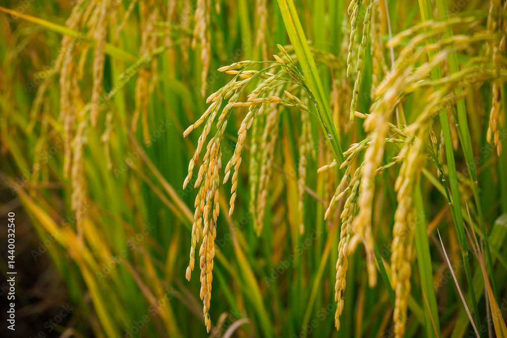 In the heart of the rice field, golden stalks bow under the weight of their full, ripe grains, ready for harvest.