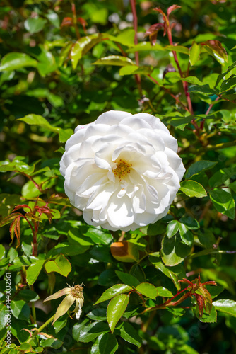 White rose bloomed in the g...