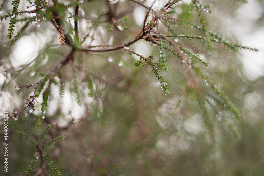Tree branch and leaves with water droplets Tree branch and leaves with water droplets