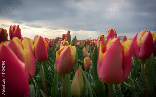 Woven with Color: Exploring Holland's Tulip Season