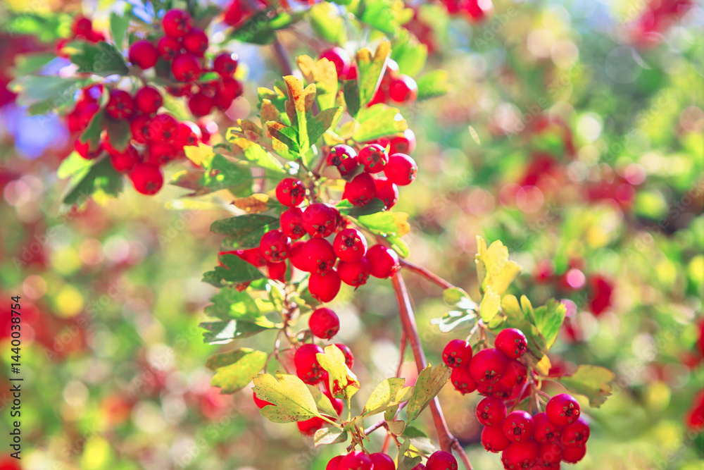 Clusters of vibrant red berries hang heavy on branches, accented by warm yellow hues of autumn leaves. View of hawthorn berries, showcasing their rich color and abundance against a backdrop of foliage