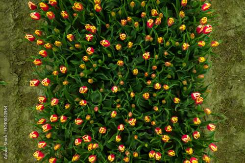 Tulip culture seen from above