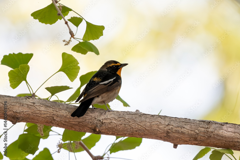 Fototapeta premium 木の枝に止まるキビタキ