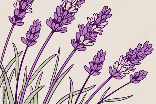 Macro Photography Of Blooming Lavender Flowers Vibrant Purple