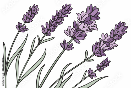Macro Photography Of Blooming Lavender Flowers Vibrant Purple