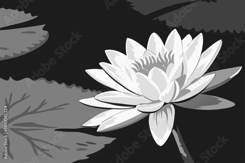 Single White Lotus On Black Background
