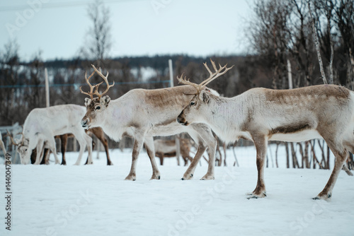 Reindeer Herd in Snowy Landscape at Tromso, Norway.