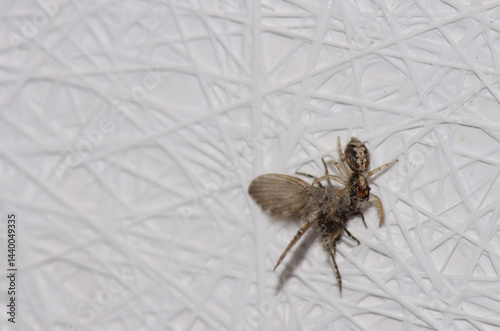 Jumping spider with a bathroom moth midge Clogmia albipunctata as prey. Las Palmas de Gran Canaria. Gran Canaria. Canary Islands. Spain.