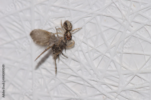 Jumping spider with a bathroom moth midge Clogmia albipunctata as prey. Las Palmas de Gran Canaria. Gran Canaria. Canary Islands. Spain.