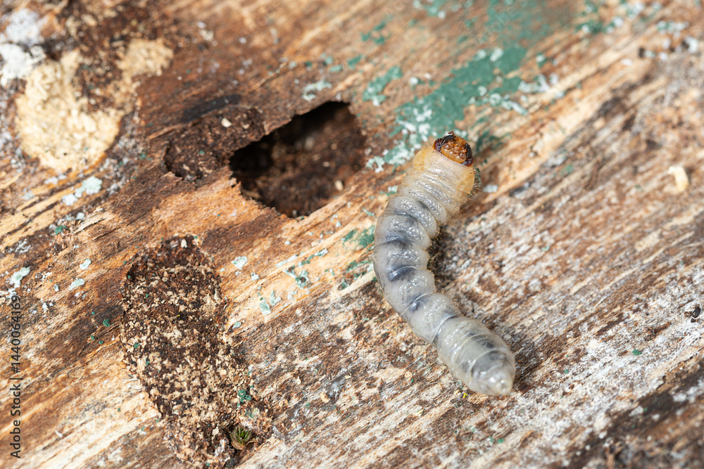 Insect grub (likely woodworm or longhorn beetle larva) on decaying wood surface next to its burrow entrance.