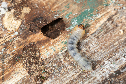Obraz na płótnie Insect grub (likely woodworm or longhorn beetle larva) on decaying wood surface next to its burrow entrance. w salonie