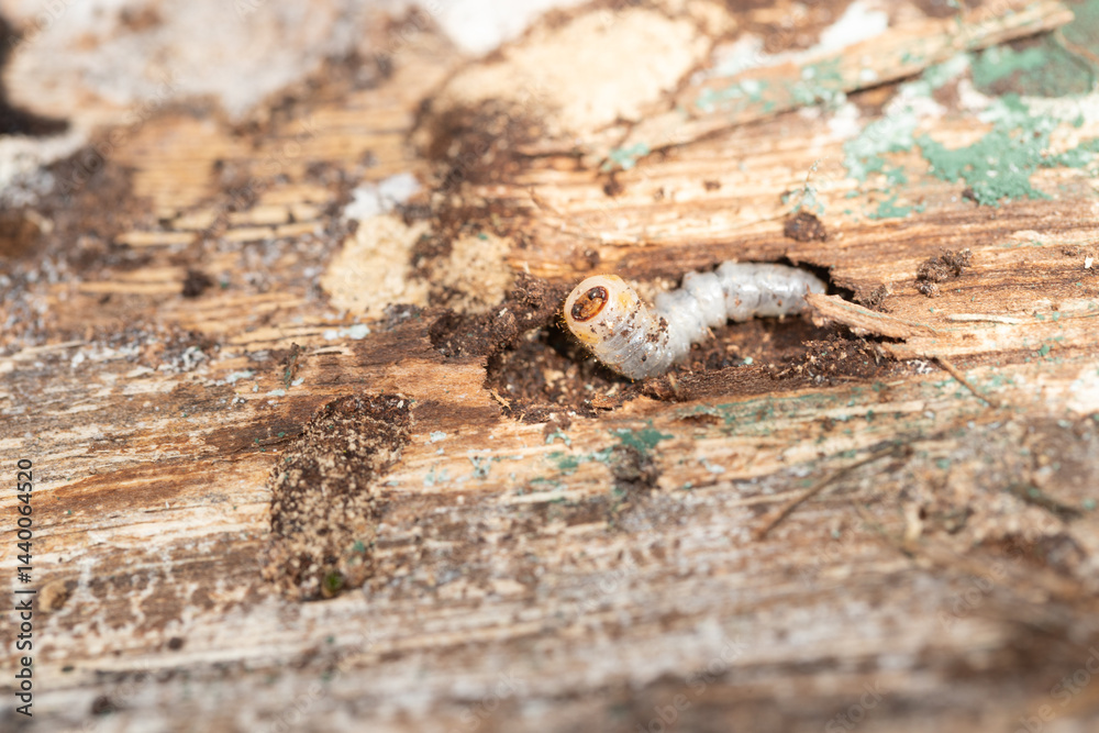Wood-eating beetle larva grub on decaying wood near its tunnel. Shows body on the surface.