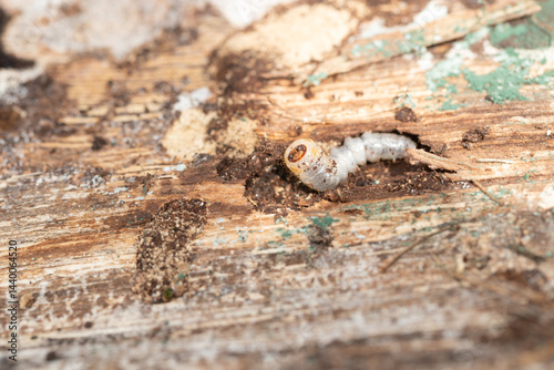Obraz na płótnie Wood-eating beetle larva grub on decaying wood near its tunnel. Shows body on the surface. w salonie