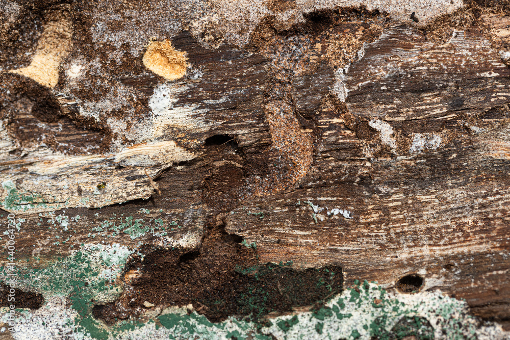 Evidence of woodworm pest infestation in timber. Tunnels and debris caused by destructive beetle larvae.