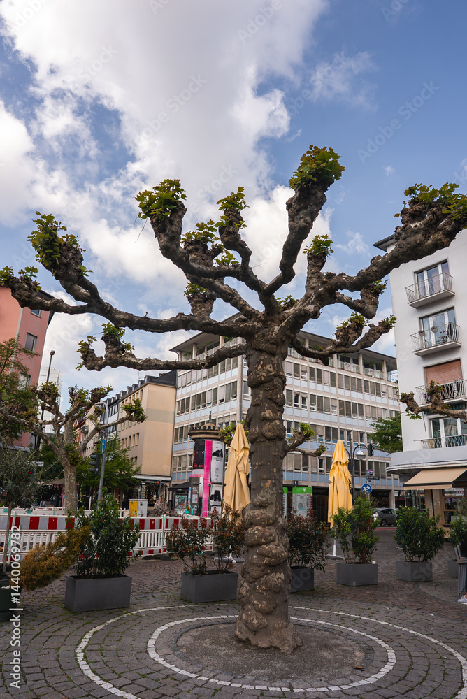 A unique tree with a gnarled trunk stands in a cobblestone plaza in Frankfurt, Germany, surrounded by modern buildings, potted plants, and umbrellas.