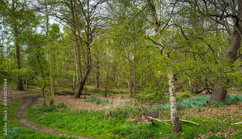 Obraz premium Woodland in spring with a path leading through it