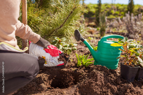 Gardener adding acid soil to hole while planting rhododendron bush in ground in spring garden. Step by step instruction