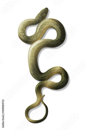 vector snake viper animal. Сlip art isolated on transparent background. Hand drown design element.