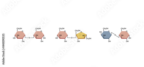 Disaccharides maltose, sucrose and lactose. Vector Illustration.	