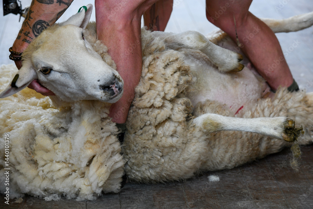 Man shearing a sheep near Queenstown on New Zealand