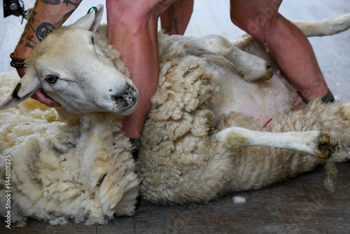 Obraz na płótnie Man shearing a sheep near Queenstown on New Zealand w salonie
