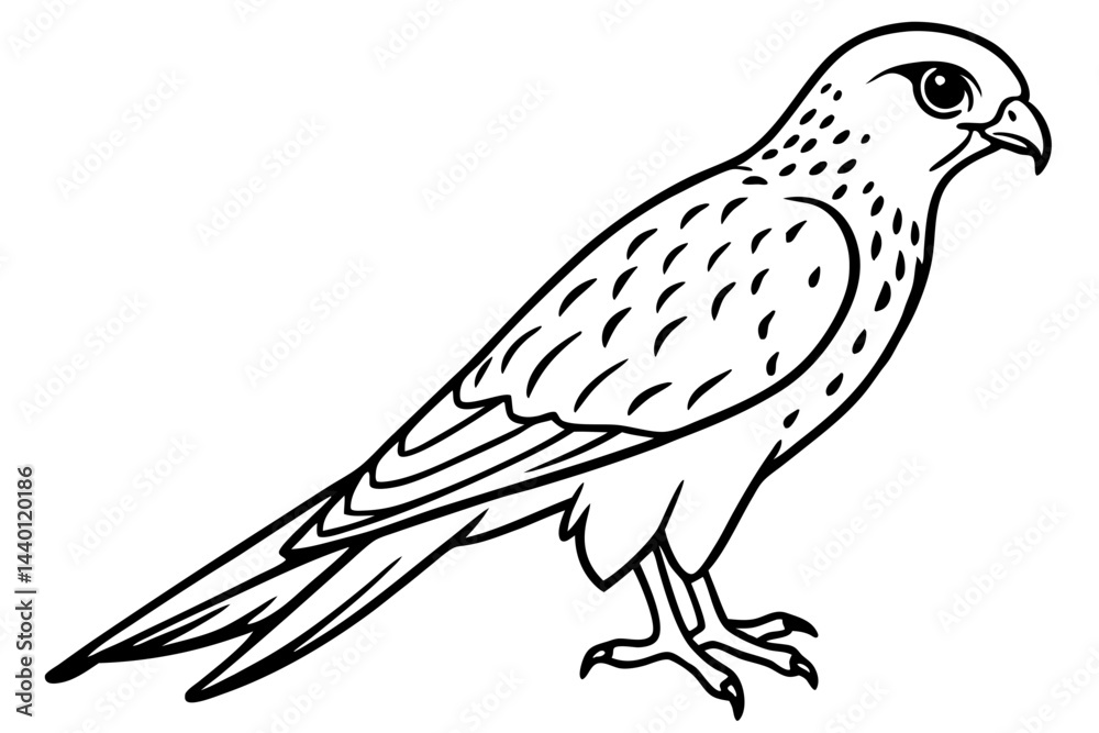 Fototapeta premium Flying Kestrel Vector