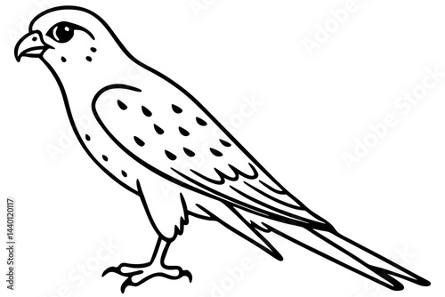 Flying Kestrel Vector