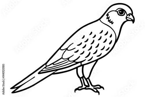 Flying Kestrel Vector