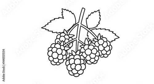 Detailed Blackberry Bunch Illustration for Childrens Creative Coloring Pages Fun