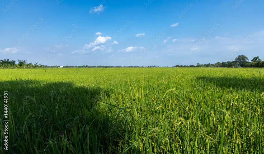 Lush Green Rice Paddy Field Under a Clear Sky Lush Green Rice Paddy Field Under a Clear Sky