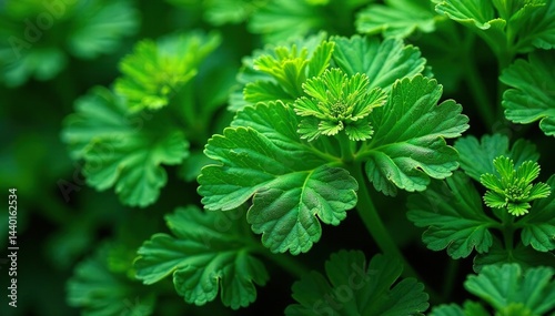 Intricate parsley leaf pattern, vibrant green hues, leaf texture, diet