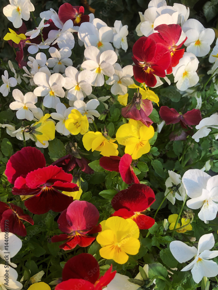 Violin flower in spring