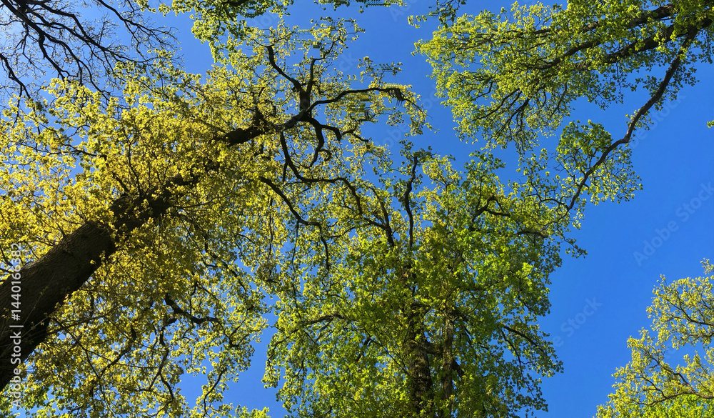Tree tops of an oak tree at spring Netherlands. Tree crown