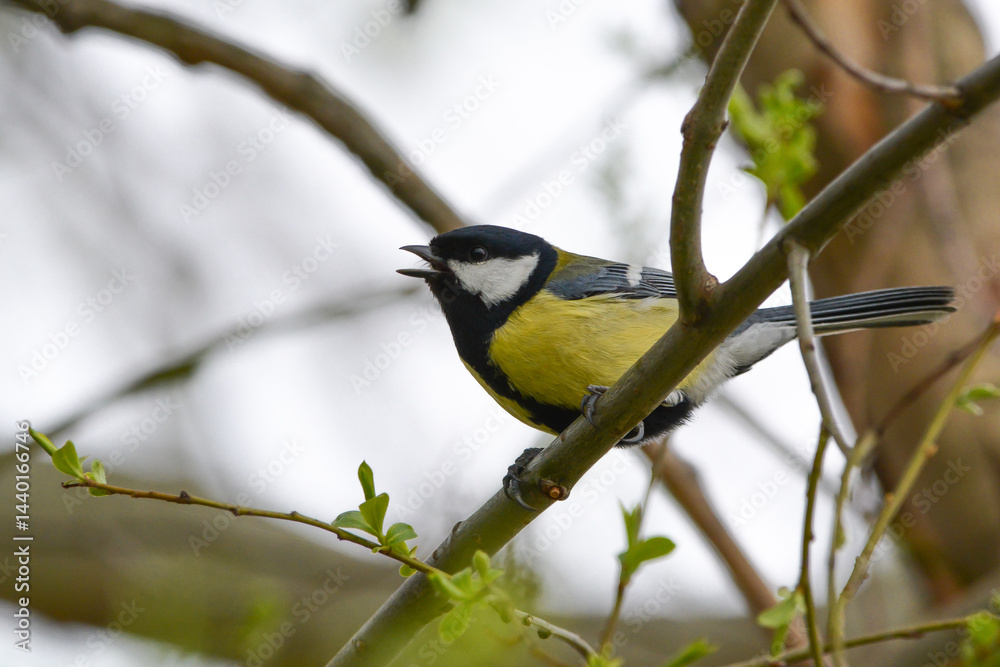 Fototapeta premium ptactwo, sikorka bogatka, parus major, bogatka zwyczajna, dzika natura, skrzydła, ptak śpiewający