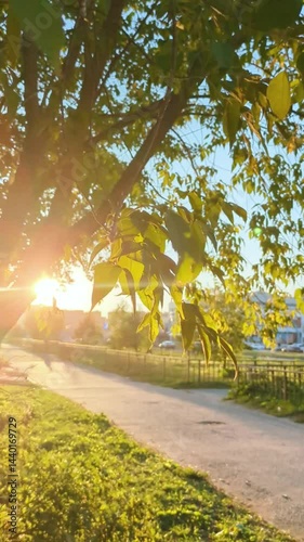 Sunlight streams through the leaves of tree casting long shadows on path in park-like setting with city buildings in distance. Concept: golden hour, summer park