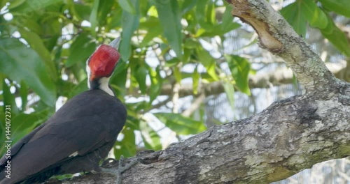 Pileated woodpecker perched on a tree branch, scanning surroundings in a bright forest canopy photo