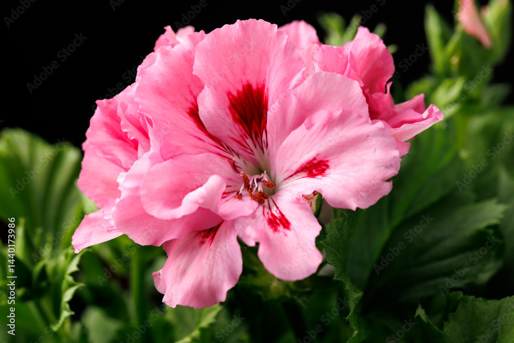Blooming vibrant pink red geranium pelargonium flowers close up, floral wallpaper background