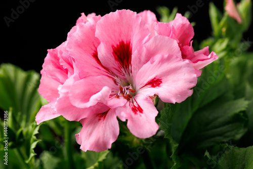 Obraz na płótnie Blooming vibrant pink red geranium pelargonium flowers close up, floral wallpaper background w salonie