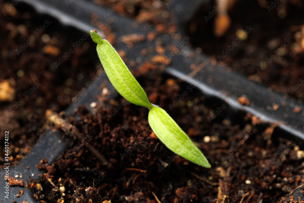 Young tomato seedling sprouts in greenhouse. Gardening concept