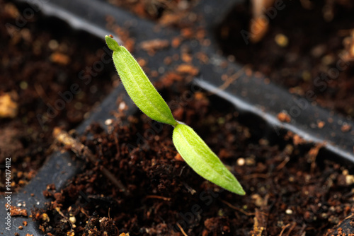 Obraz na płótnie Young tomato seedling sprouts in greenhouse. Gardening concept w salonie
