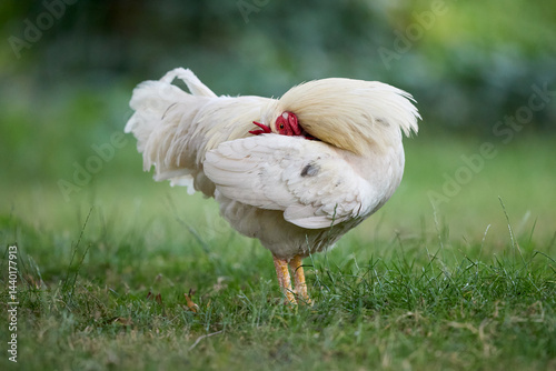 Quadro su tela A white chicken with fluffy feathers stands on grass, preening itself by tucking its head under its wing