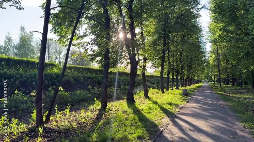 green alley, spring road, green trees in the sunlight