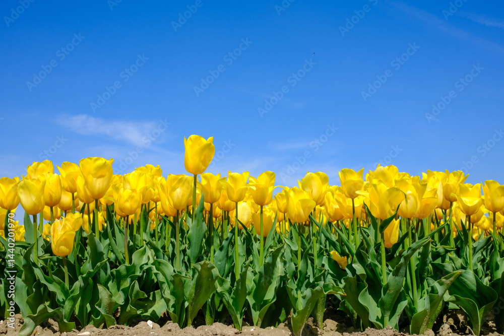 Fototapeta premium Tulpenveld Flevoland province, The Netherlands