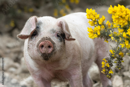 Cute Gloucestershire old spot piglet among gorse bushes.