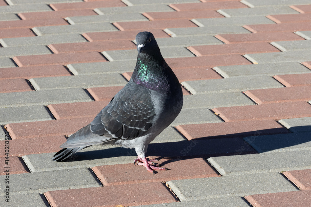 Columba livia. A blue pigeon on the sidewalk
