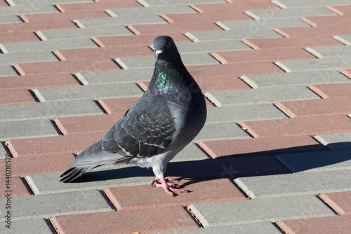Obraz na płótnie Columba livia. A blue pigeon on the sidewalk w salonie