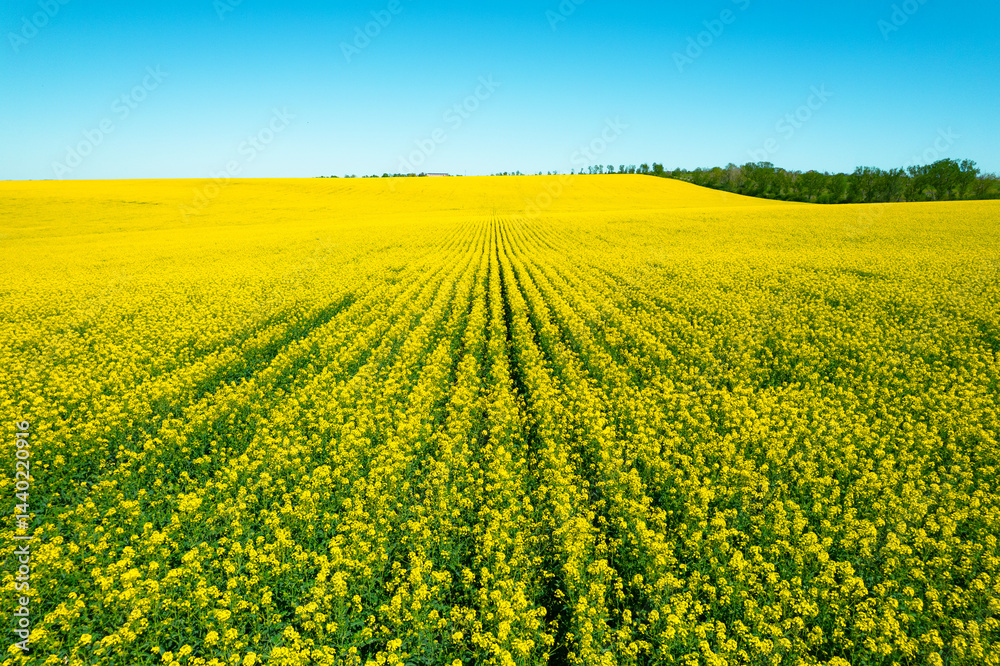 Obraz premium Bright yellow canola or rapeseed field and blue sky on a sunny day. Rural scene in spring,beautiful landscape. Agricultural industry.